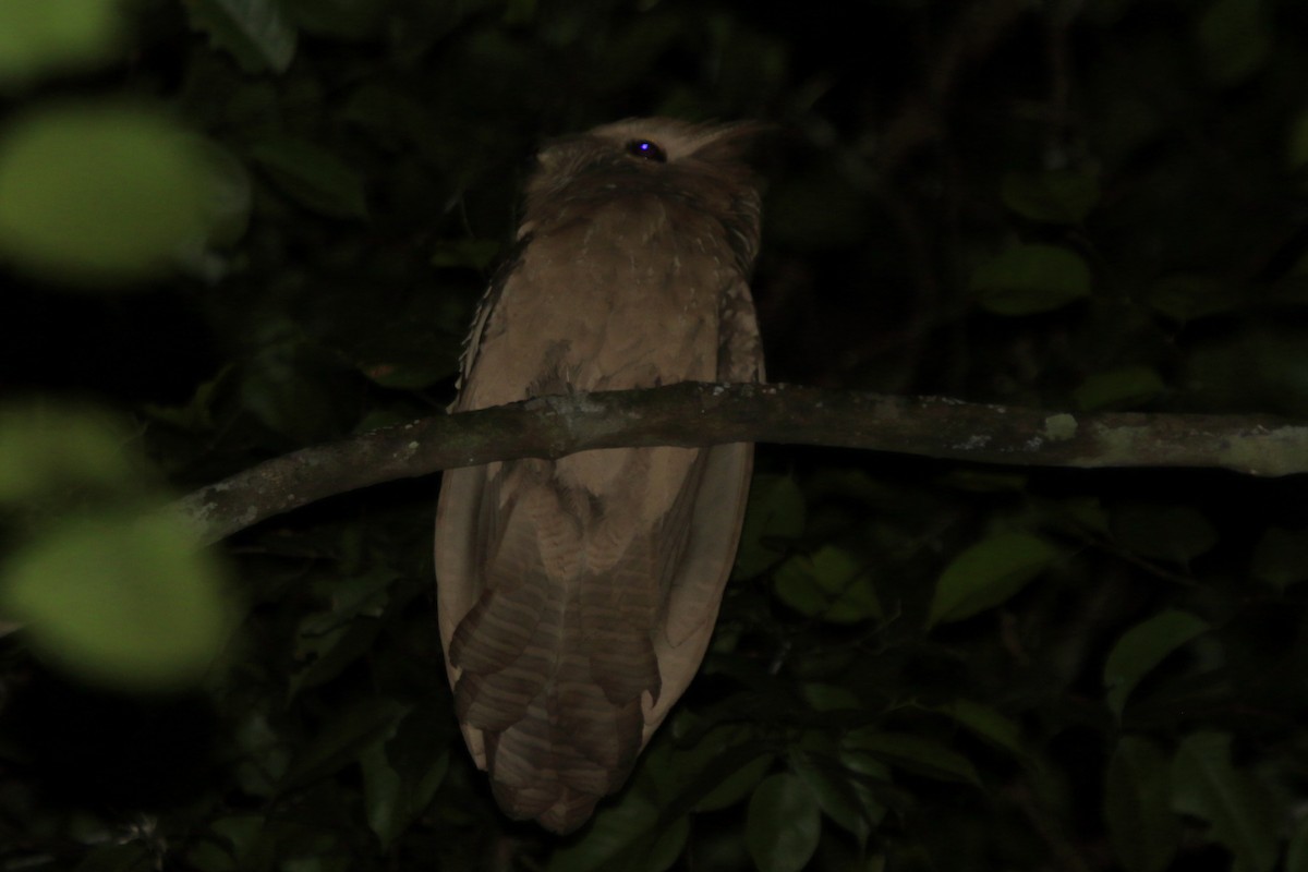 Large Frogmouth - ML70176801