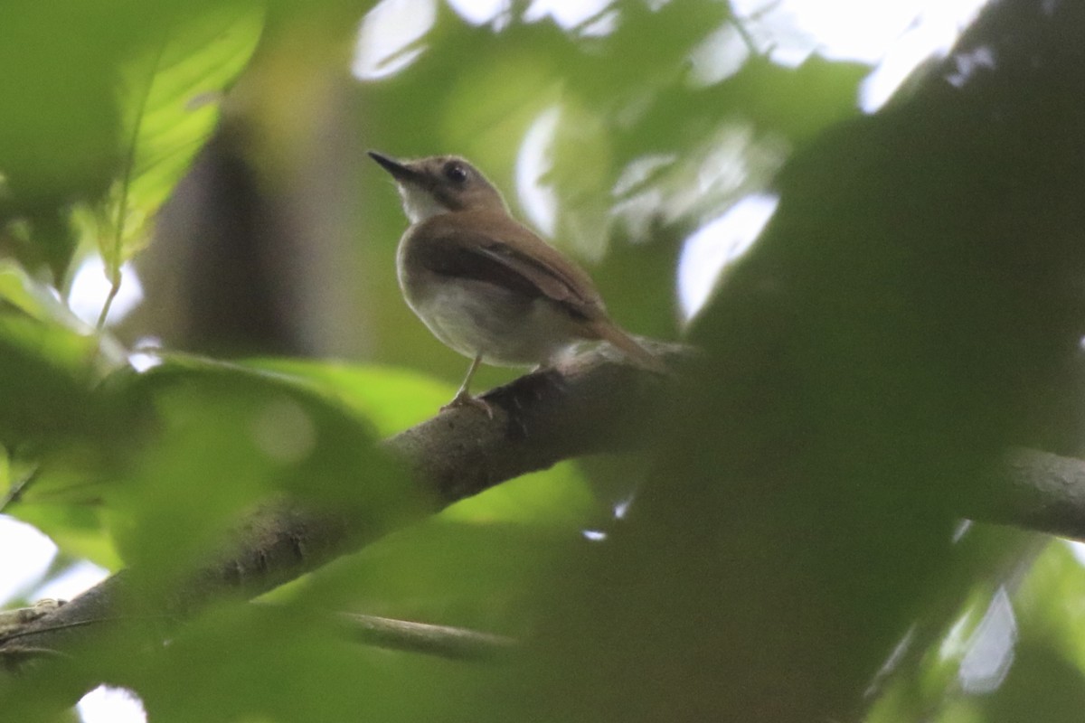 Moustached Babbler - Fabio Olmos