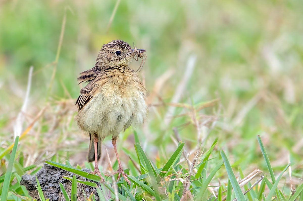 Yellowish Pipit - ML70177111