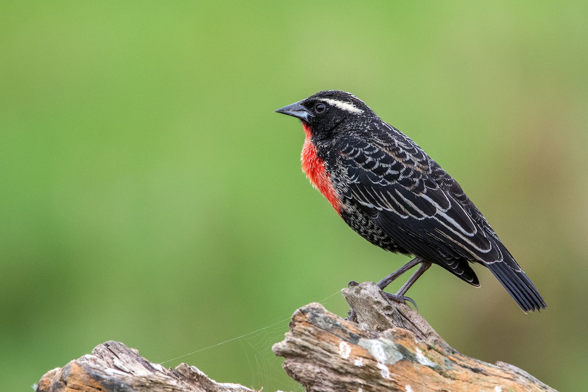 White-browed Meadowlark - ML70177151