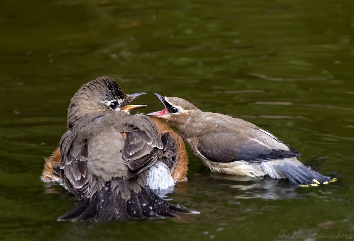 Cedar Waxwing - Nick Saunders