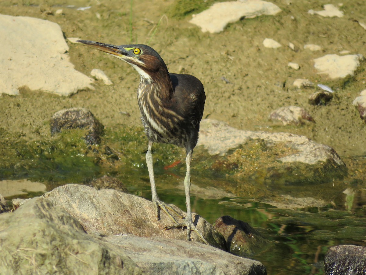 Green Heron - ML70180221