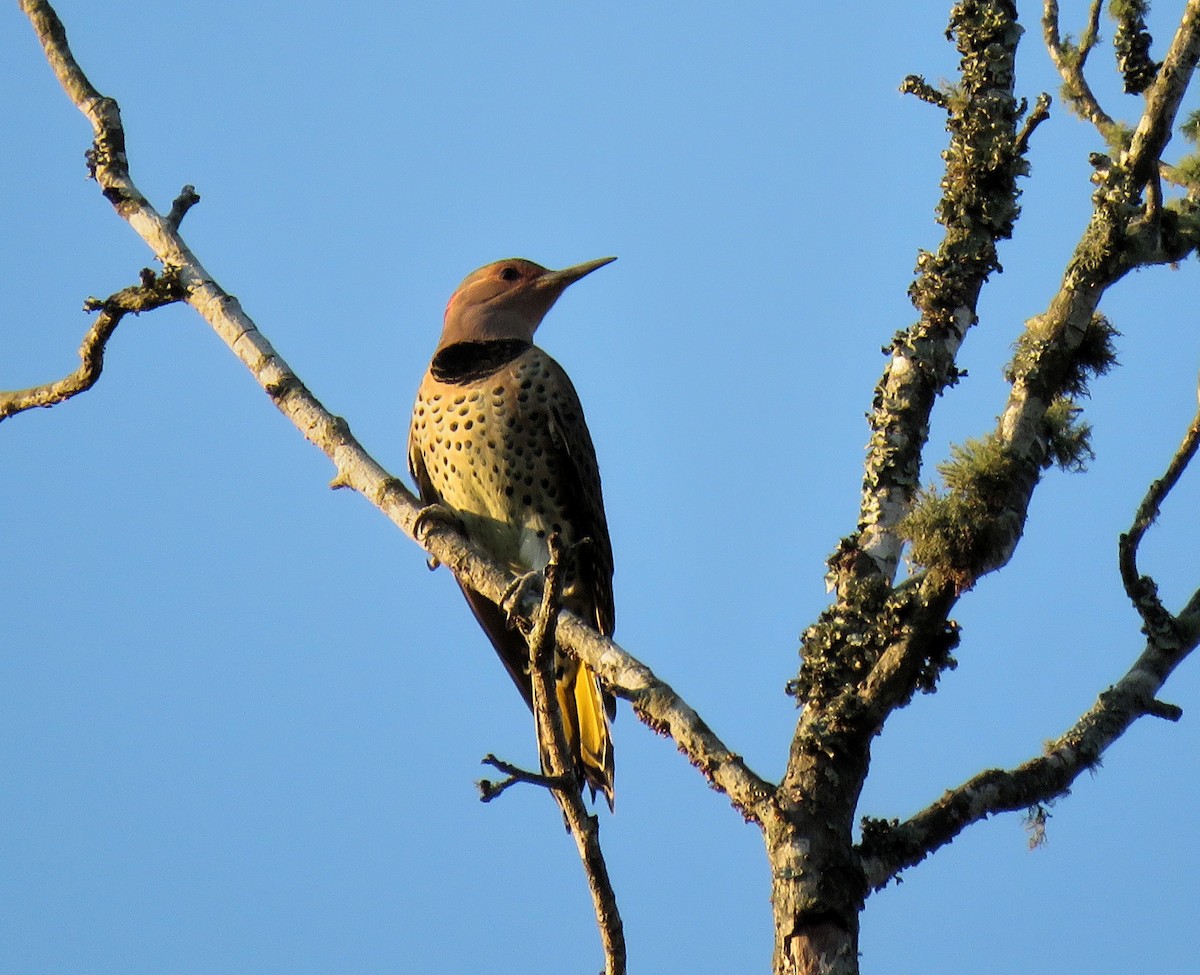 Northern Flicker - ML70180291