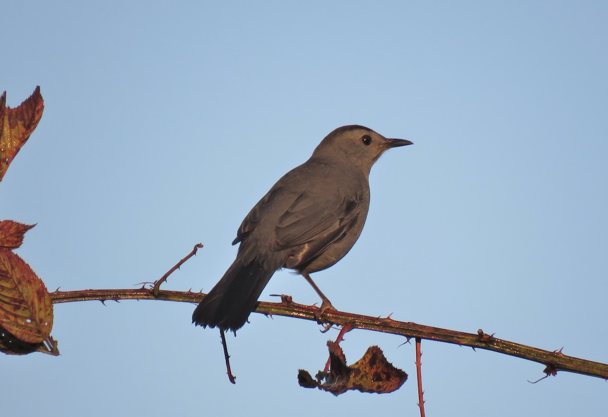 Gray Catbird - ML70180321