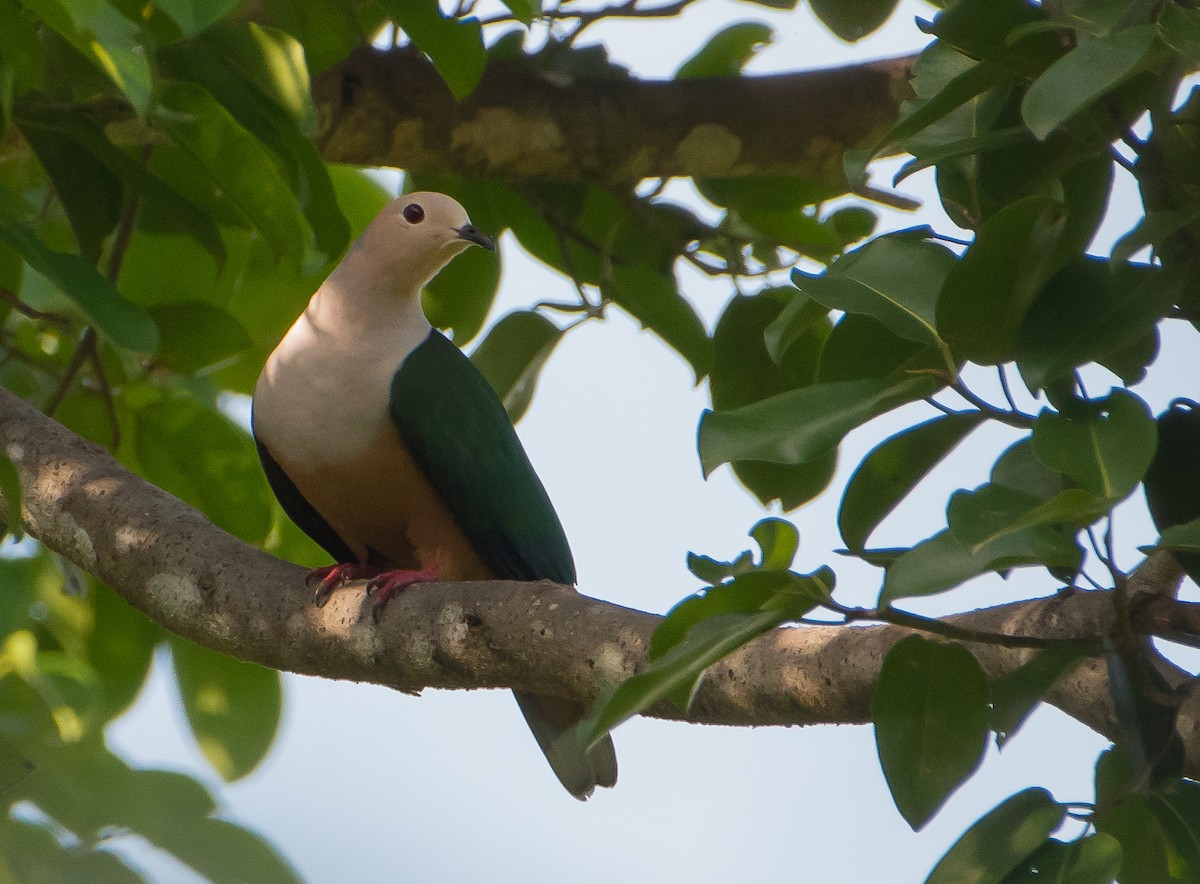 Cinnamon-bellied Imperial-Pigeon - Bill Bacon