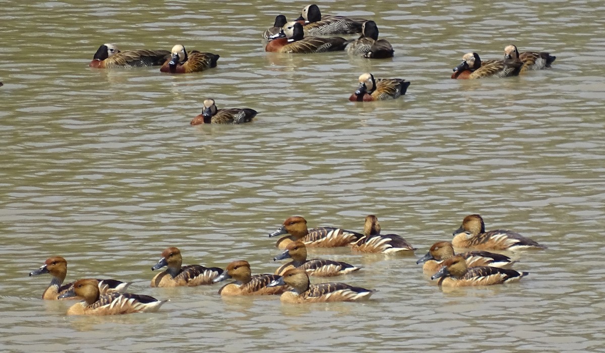 Fulvous Whistling-Duck - ML70182211