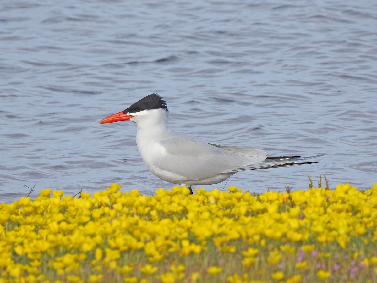 Caspian Tern - ML70182231