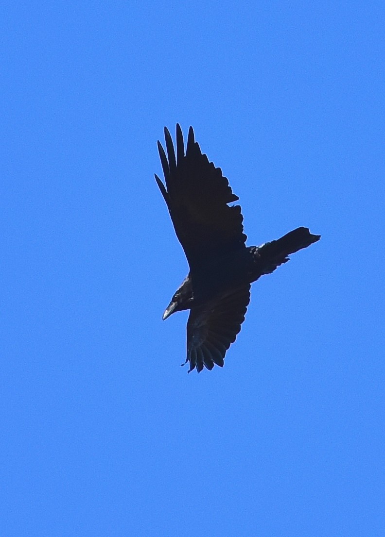 Common Raven - Alan Warren