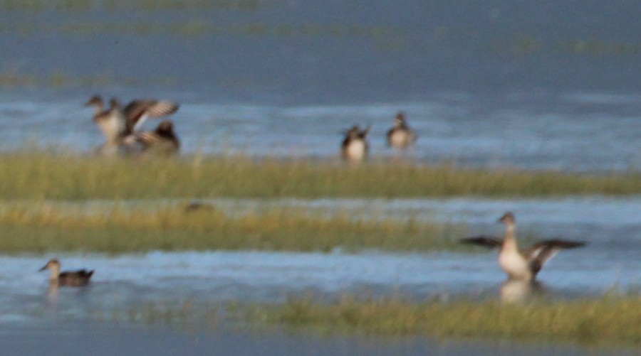 Northern Pintail - Paul Lewis