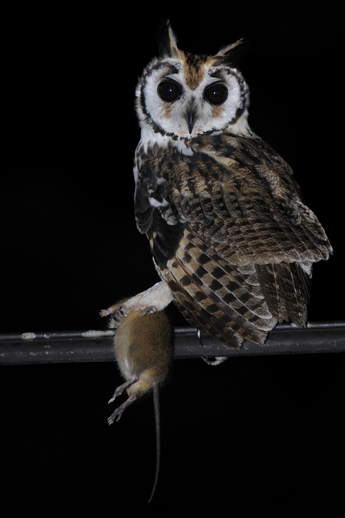 Striped Owl - ML701838