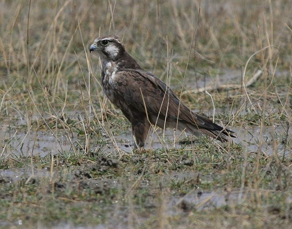 Laggar Falcon - Jugal Tiwari