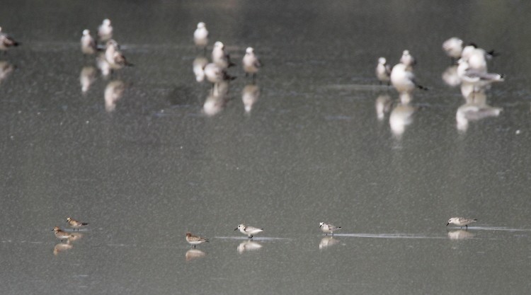 Sanderling - Paul Lewis