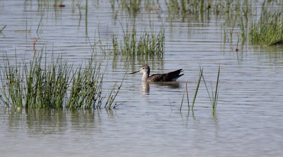 Solitary Sandpiper - ML70184391