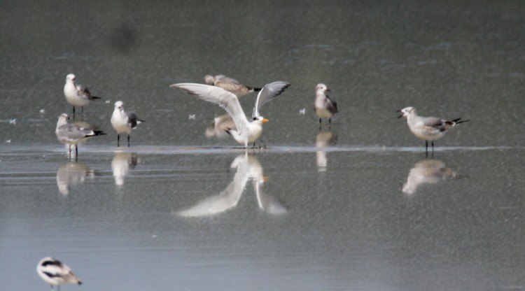 Royal Tern - Paul Lewis