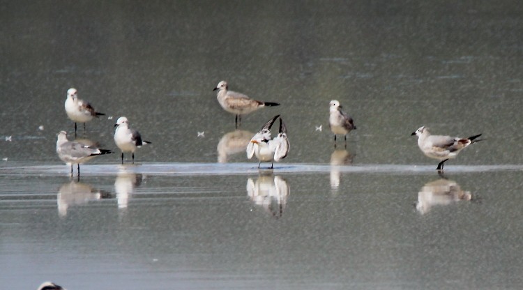 Royal Tern - ML70184441