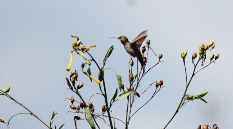 Selasphorus sp. - Paul Lewis