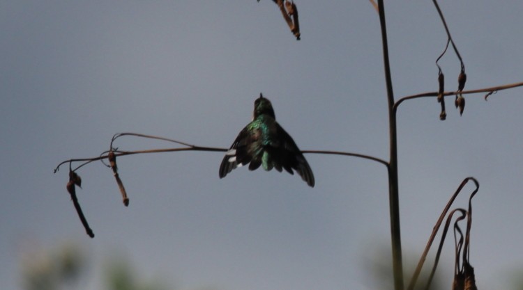 Ruby-throated Hummingbird - Paul Lewis