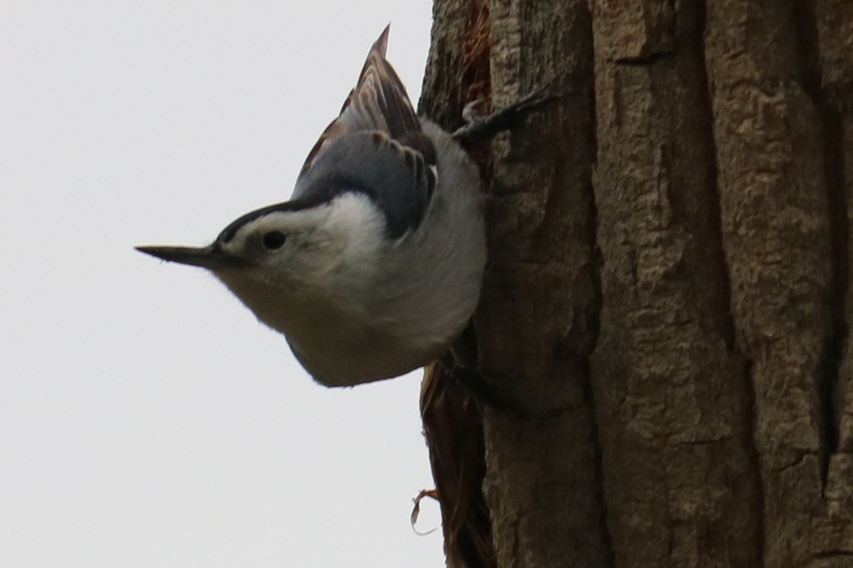 White-breasted Nuthatch - ML70184581