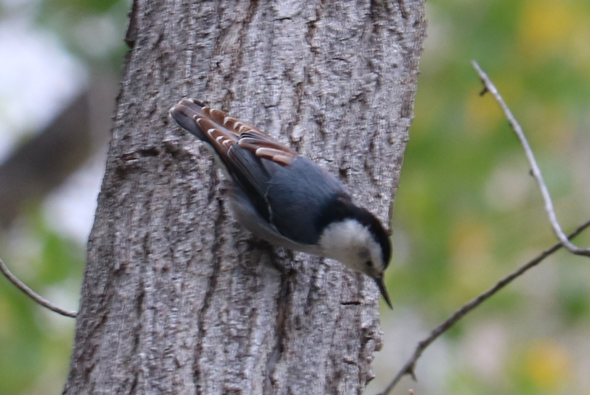 White-breasted Nuthatch - ML70184591