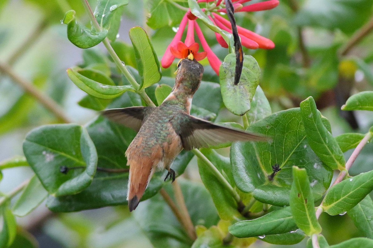 Allen's Hummingbird - Michael O'Brien