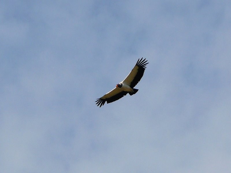 King Vulture - ML701874