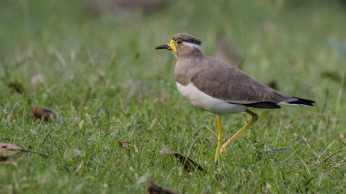 Yellow-wattled Lapwing - ML70187481