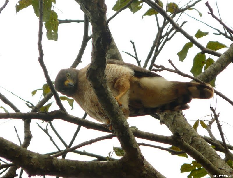 Roadside Hawk - ML701875