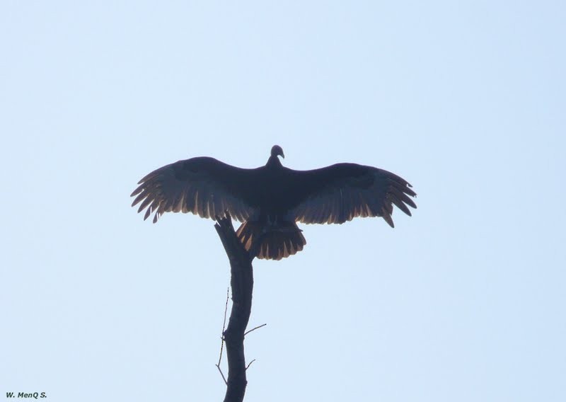 Turkey Vulture - ML701877