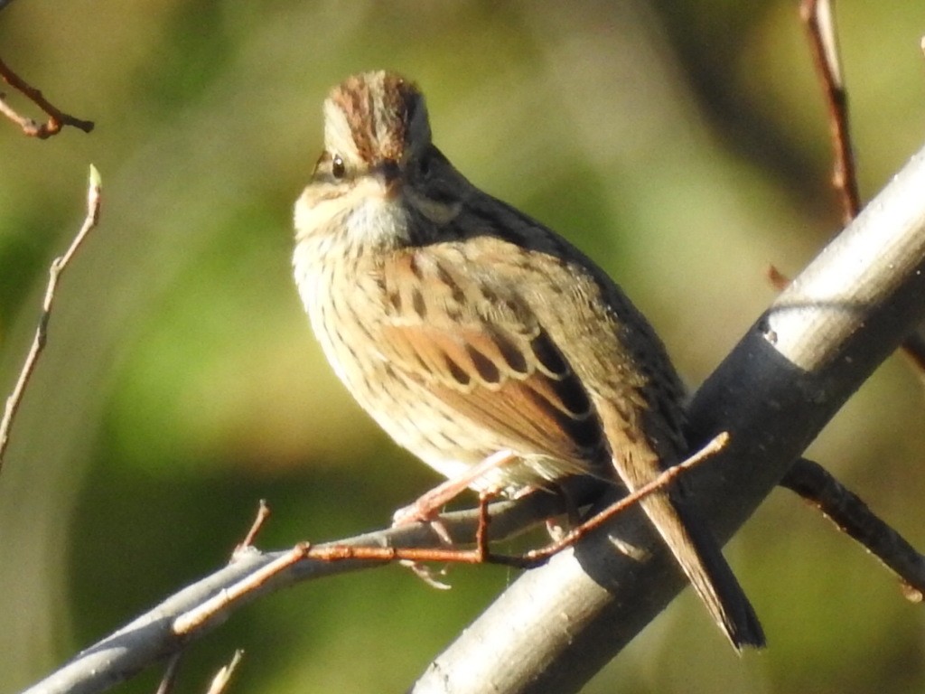 Lincoln's Sparrow - ML70187741