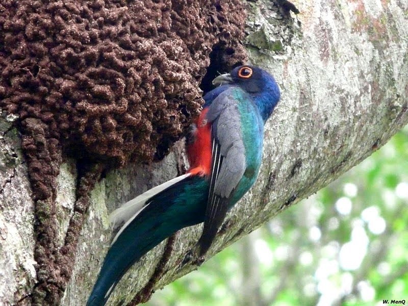 Surucua Trogon (Red-bellied) - ML701878