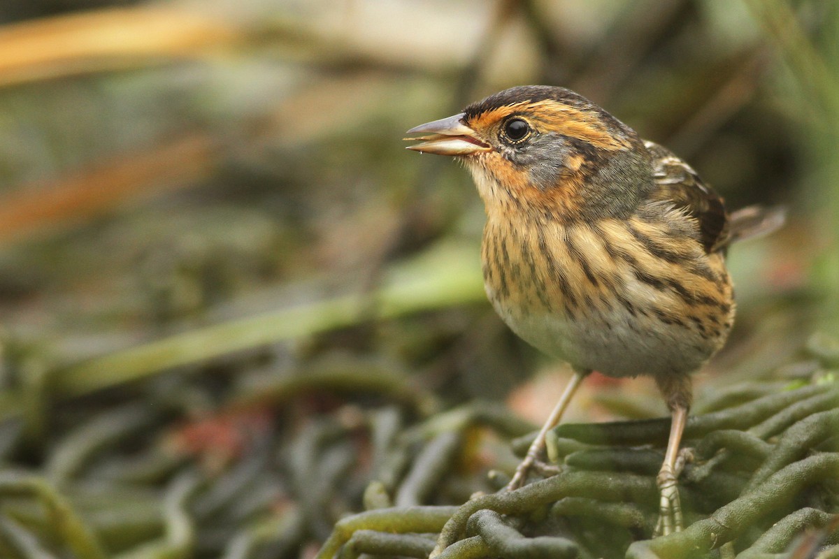 Saltmarsh Sparrow - ML70188851