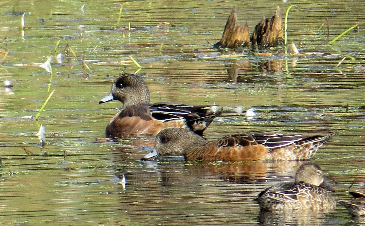 American Wigeon - ML70189161