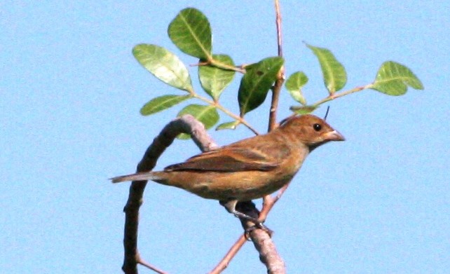 Indigo Bunting - ML70190041