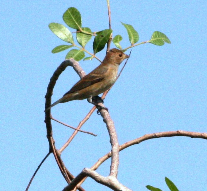 Indigo Bunting - ML70190051