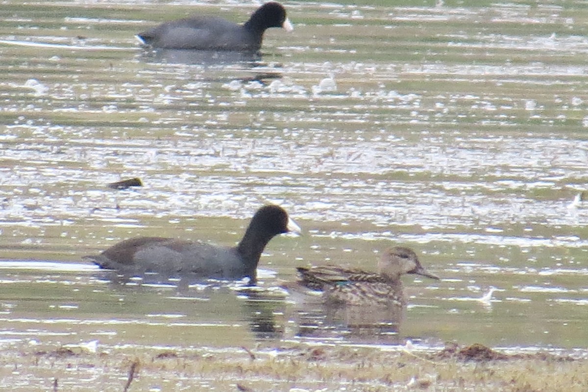 Green-winged Teal - ML70191251