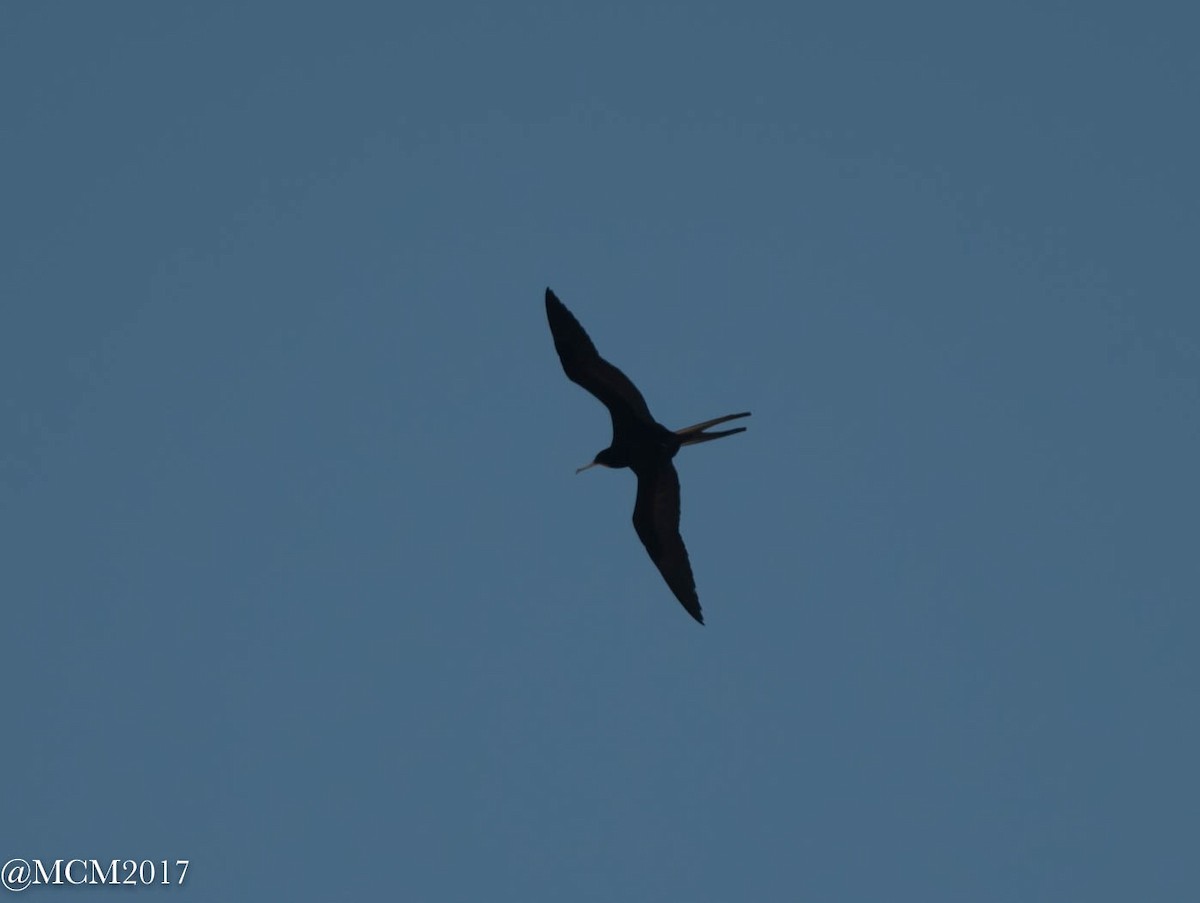 frigatebird sp. - Mary Catherine Miguez