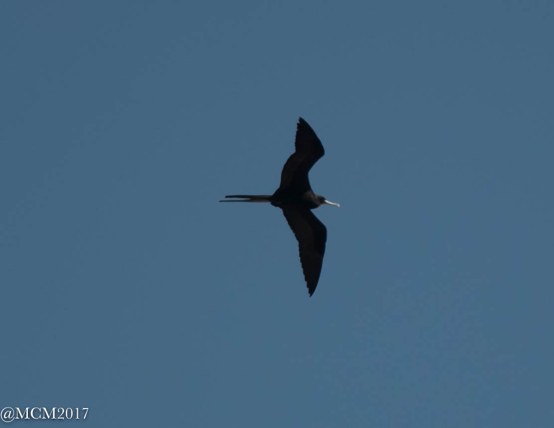 frigatebird sp. - ML70192981