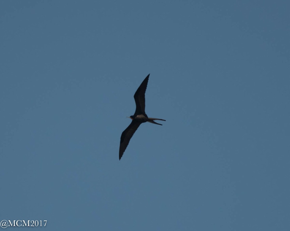 frigatebird sp. - Mary Catherine Miguez