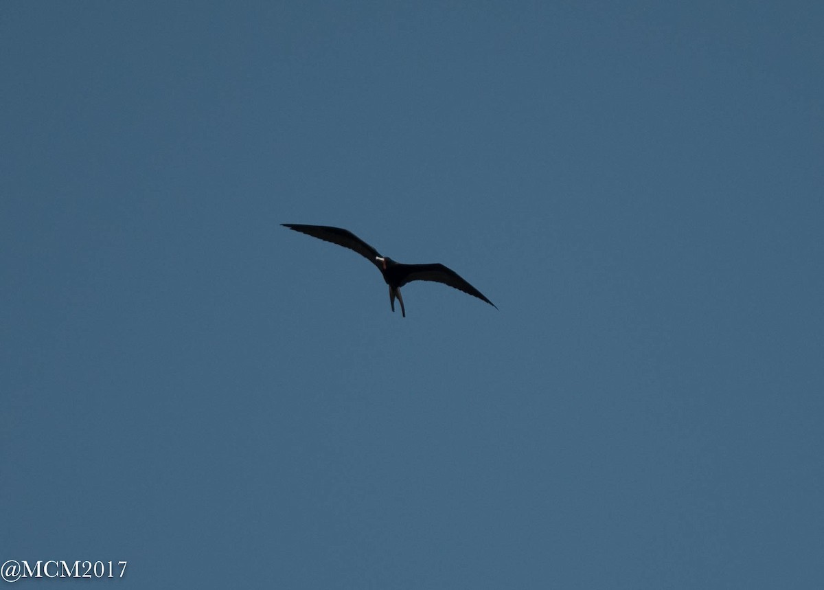 frigatebird sp. - Mary Catherine Miguez