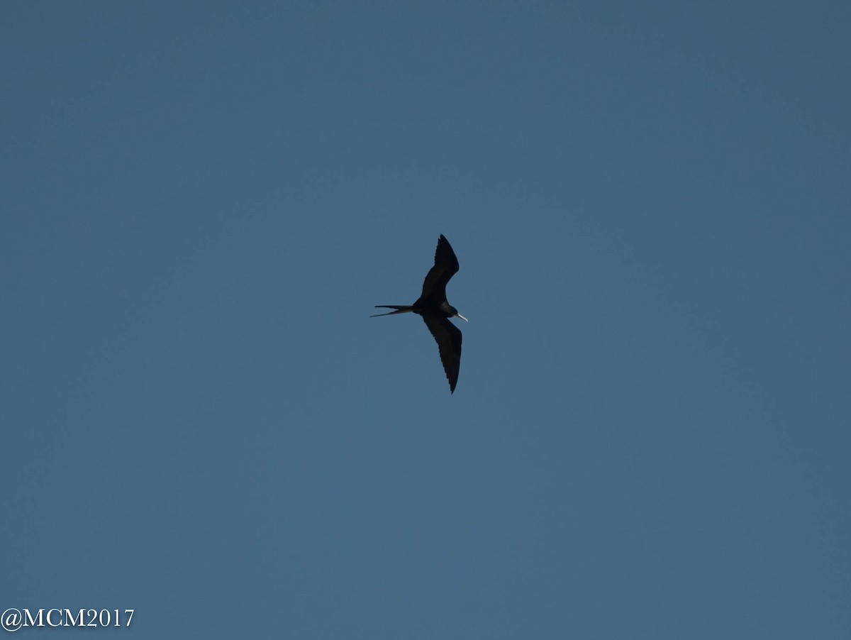 frigatebird sp. - Mary Catherine Miguez