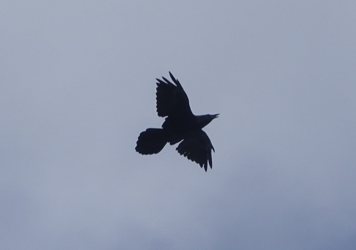 Common Raven - ML70194561