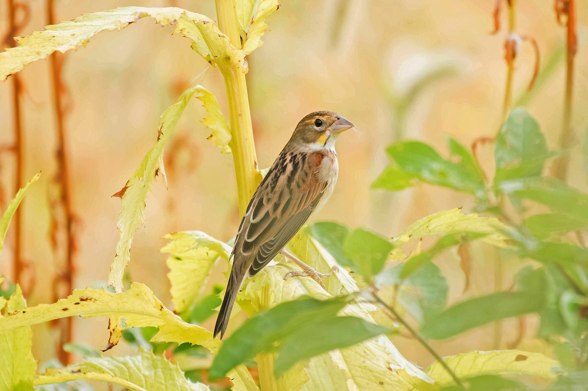 Dickcissel - ML70194981