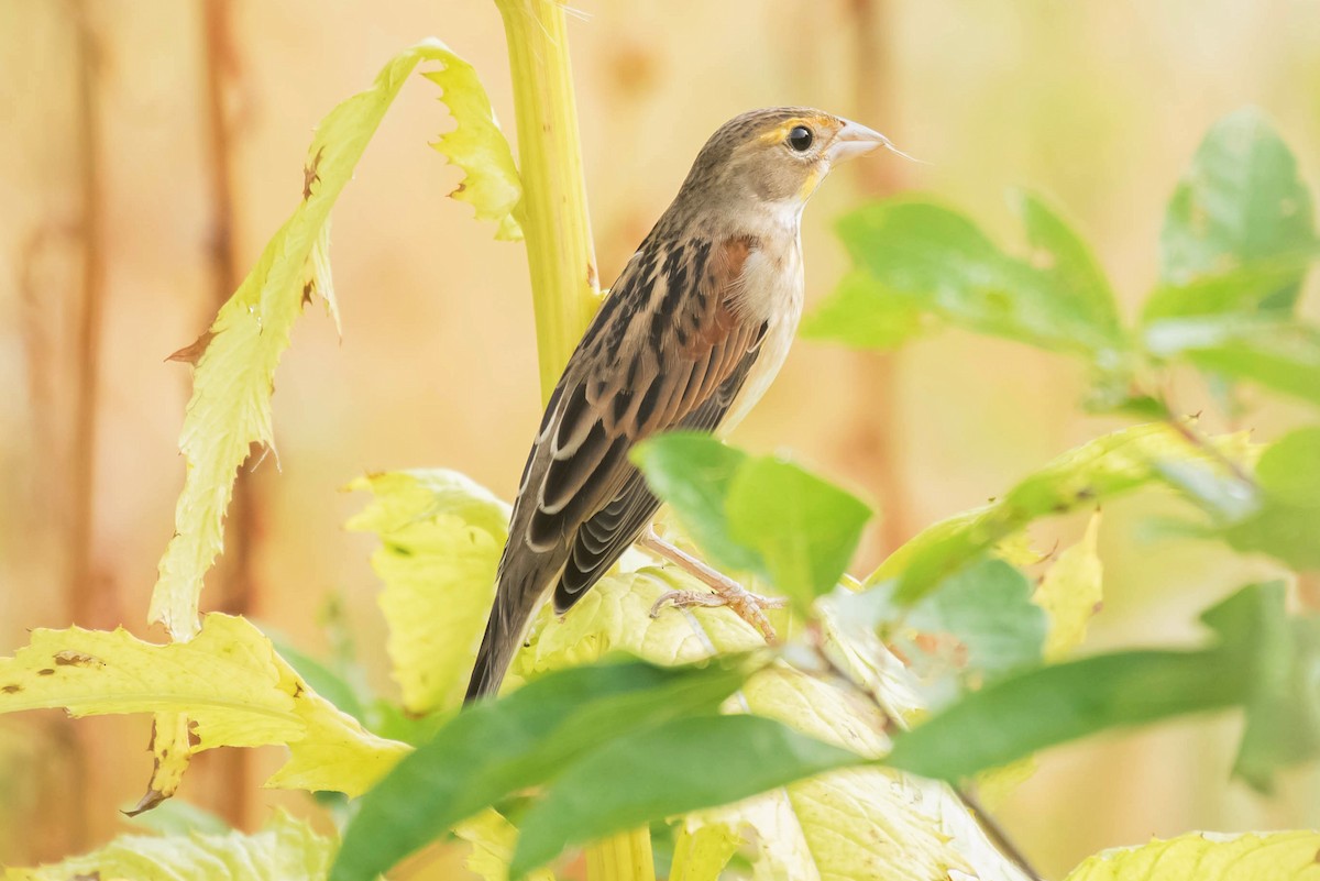 Dickcissel - ML70194991