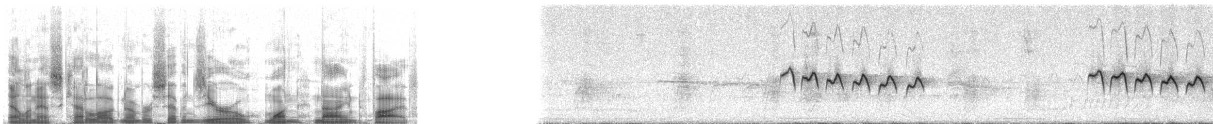 krattmyggsmett (plumbiceps/anteocularis) - ML70195