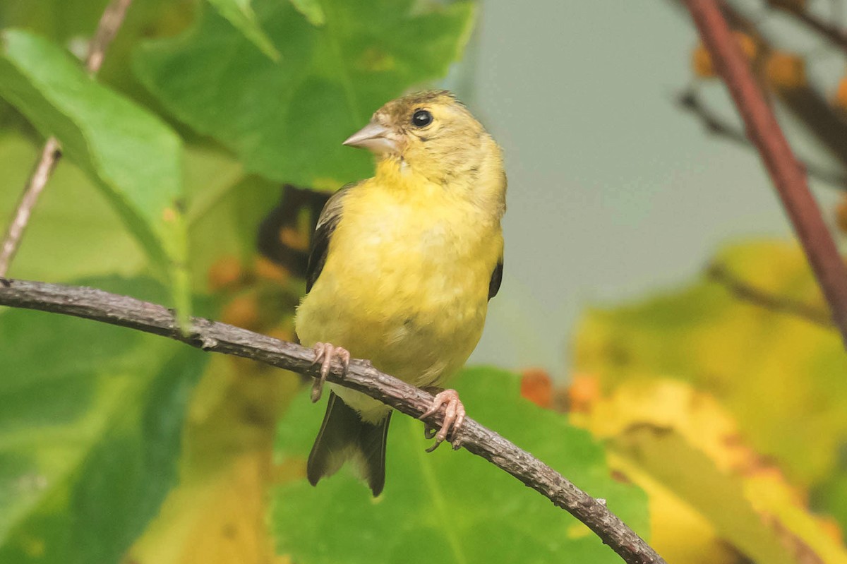 American Goldfinch - ML70195031