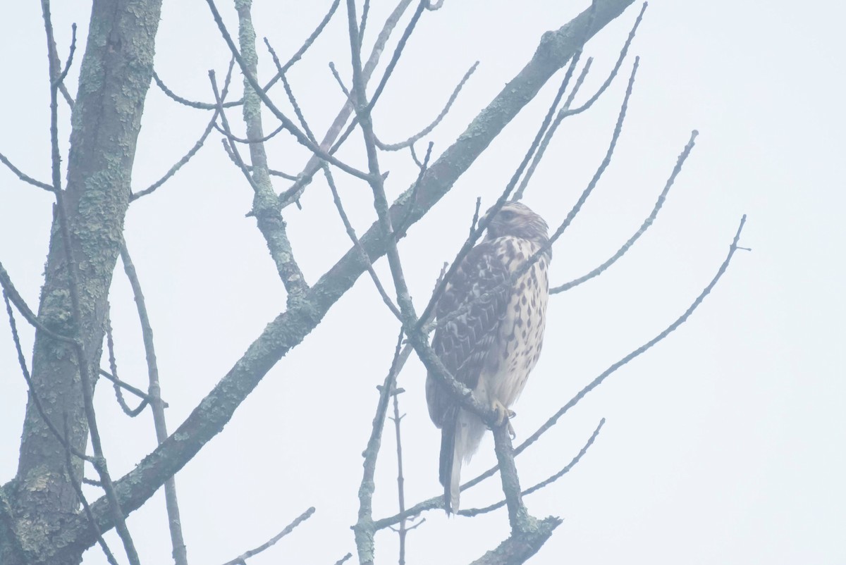 Red-shouldered Hawk - ML70195061
