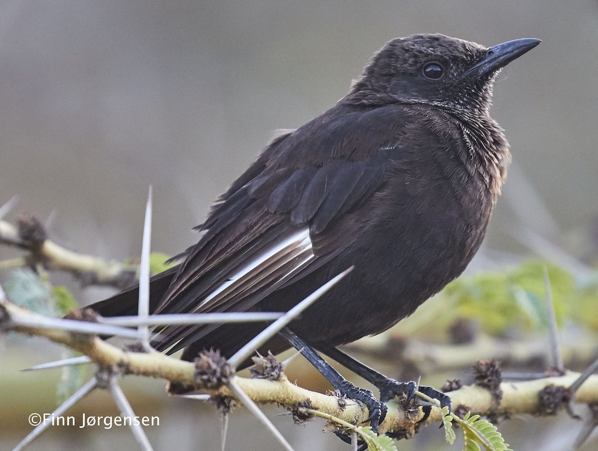 Northern Anteater-Chat - ML70195251