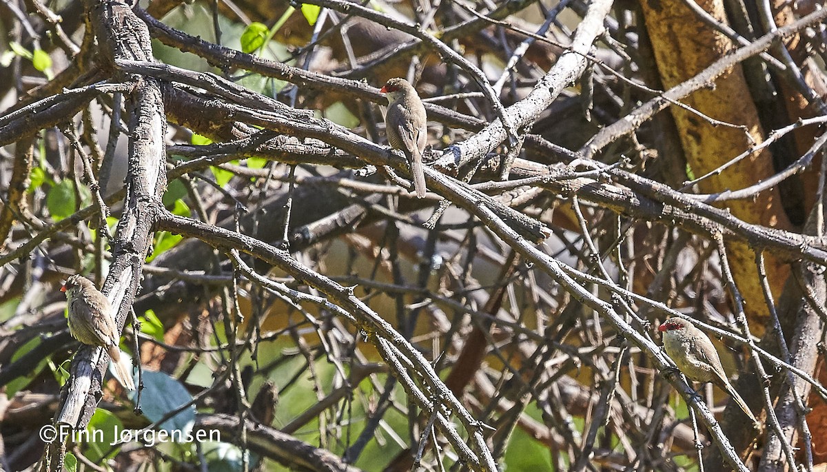 Common Waxbill - ML70195911