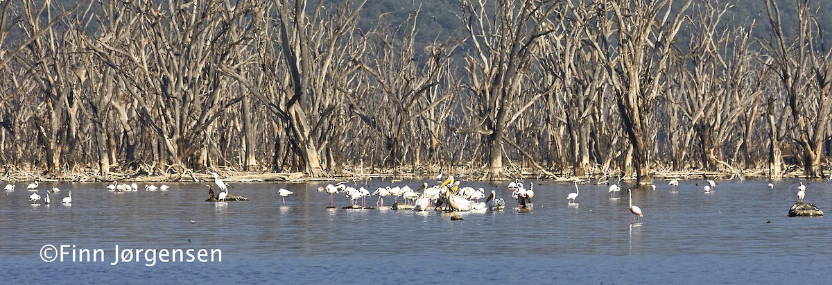 Great White Pelican - ML70196051