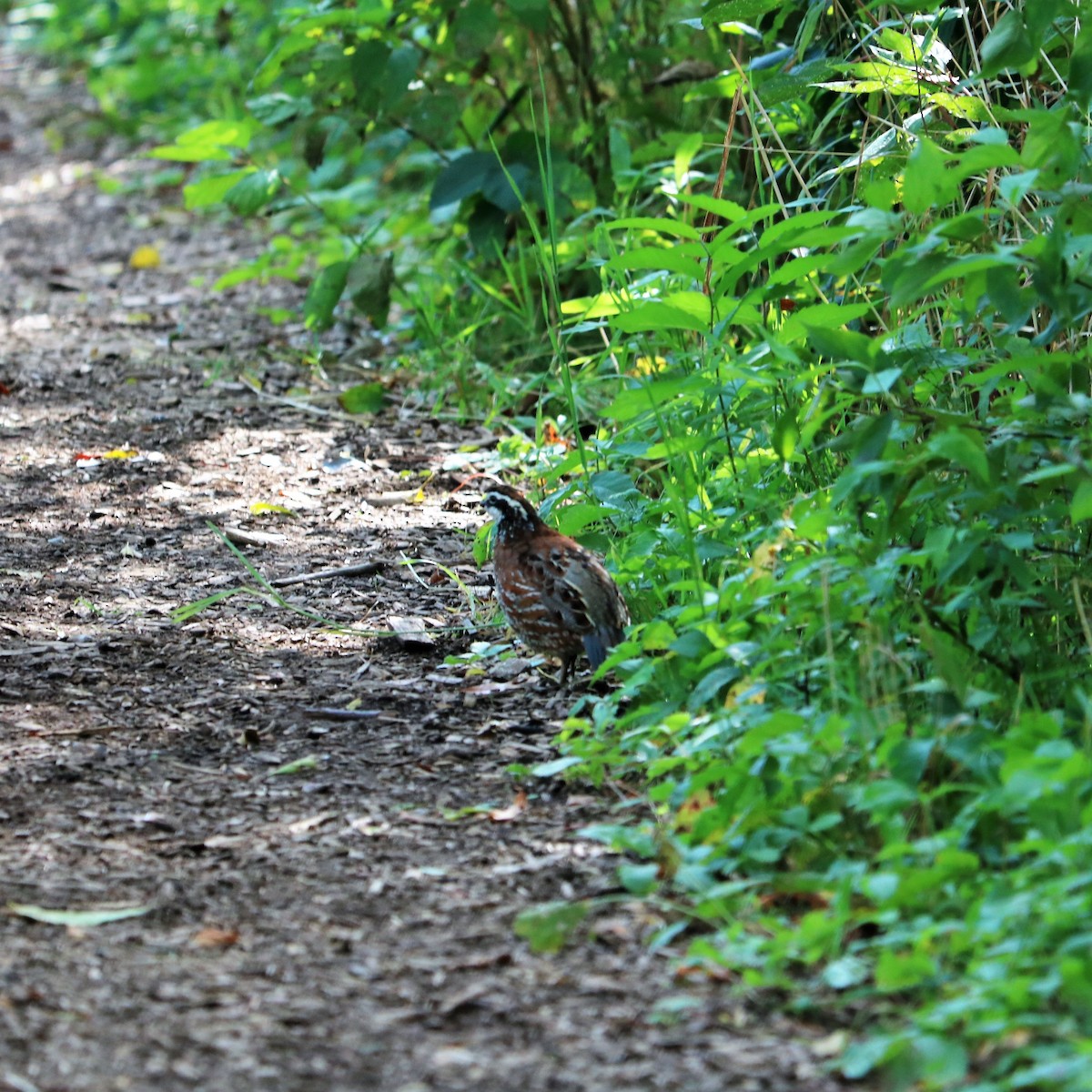 Northern Bobwhite - ML70198481